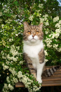 tabby white british shorthair cat sitting on garden table under flowering tree looking at camera tabby white british shorthair cat sitting on garden table under flowering tree looking at camera